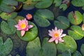 Padua, Italy - Water lilies in the botanical garden on a sunny day Royalty Free Stock Photo