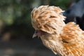 Paduan hen close-up on natural background Royalty Free Stock Photo