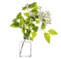 Padus maackii hagberry or Mayday tree in a glass vessel on a white background