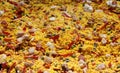 Paella Royalty Free Stock Photo