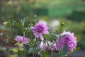 Paeoni lactifla ora. pink peony bush in the garden . Many flowers.