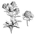 Paeonia Albiflora Flore-Pleno Blanc vintage illustration