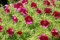 Paeonia anomala flowers