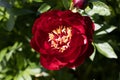 Paeonia Buckeye Belle flowers in garden. Paeonia lactiflora Chinese peony or common garden peony