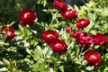 Paeonia Buckeye Belle flowers in garden. Paeonia lactiflora Chinese peony or common garden peony