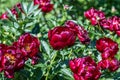 Paeonia Buckeye Belle flowers in garden. Paeonia lactiflora Chinese peony or common garden peony