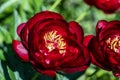 Paeonia Buckeye Belle flowers in garden. Paeonia lactiflora Chinese peony or common garden peony