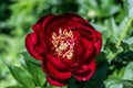 Paeonia Buckeye Belle flowers in garden. Paeonia lactiflora Chinese peony or common garden peony