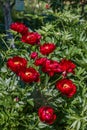 Paeonia Buckeye Belle flowers in garden. Paeonia lactiflora Chinese peony or common garden peony