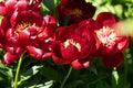 Paeonia Buckeye Belle flowers in garden. Paeonia lactiflora Chinese peony or common garden peony