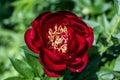 Paeonia Buckeye Belle flowers in garden. Paeonia lactiflora Chinese peony or common garden peony