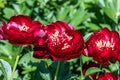 Paeonia Buckeye Belle flowers in garden. Paeonia lactiflora Chinese peony or common garden peony