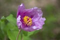 Paeonia daurica, bright wildflower under the warm rays of the sun in the forest