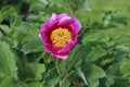 Paeonia daurica. Pink crimean peony in garden.