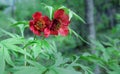 Paeonia delavayi Franch