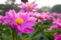 Paeonia flowers