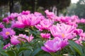 Paeonia flowers