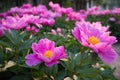 Paeonia flowers