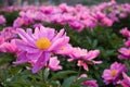 Paeonia flowers