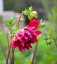 Paeonia flowers