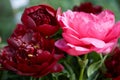 Paeonia flowers in red and pink colors macro