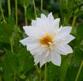 Paeonia flowers