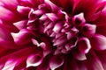 Paeonia lactiflora Royalty Free Stock Photo