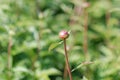 2019111403Ã¯Â¼Å¡Peony in Beijing Botanical Garden