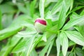 Paeonia Lactiflora Blossom Detail Stock Photo