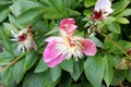 Paeonia lactiflora `Bowl of Beauty`, cultivar of Chinese paeony Royalty Free Stock Photo