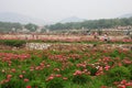 Paeonia lactiflora festvial