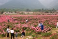 Paeonia lactiflora festvial