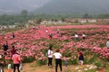 Paeonia lactiflora festvial