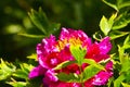Paeonia lactiflora Pall Royalty Free Stock Photo