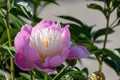 Paeonia lactiflora or peony Bowl of beauty pink flower in the garden design selective focus