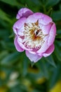 Paeonia lactiflora or peony Bowl of beauty pink flower in the garden design selective focus Royalty Free Stock Photo