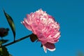 Paeonia lactiflora, pink peony flower and stem Royalty Free Stock Photo