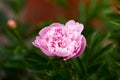 Paeonia lactiflora Sarah Bernhardt Peony flowers in spring garden