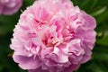 Paeonia lactiflora Sarah Bernhardt Peony flowers in spring garden