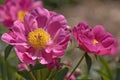 Paeonia lactiflora `Thoma` - Chinese Peony