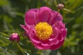 Paeonia lactiflora `Thoma` - Chinese Peony