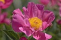 Paeonia lactiflora `Thoma` - Chinese Peony