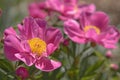 Paeonia lactiflora `Thoma` - Chinese Peony