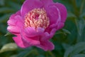 Paeonia lactiflora `Tom Eckhardt