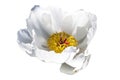 Paeonia Lactiflora `White Wings` Royalty Free Stock Photo