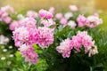 Paeonia officinalis. beautiful photo of a pink luxurious flower in the garden Royalty Free Stock Photo