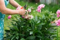 Paeonia officinalis. Female gardener pruning flowers for a bouquet using secateurs. large photo of hands Royalty Free Stock Photo