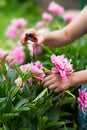 Paeonia officinalis. Female gardener pruning flowers for a bouquet using secateurs. large photo of hands. vertical photo Royalty Free Stock Photo