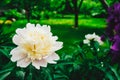 Paeonia officinalis flower European common peony flower