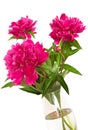 Paeonia officinalis flowers Royalty Free Stock Photo